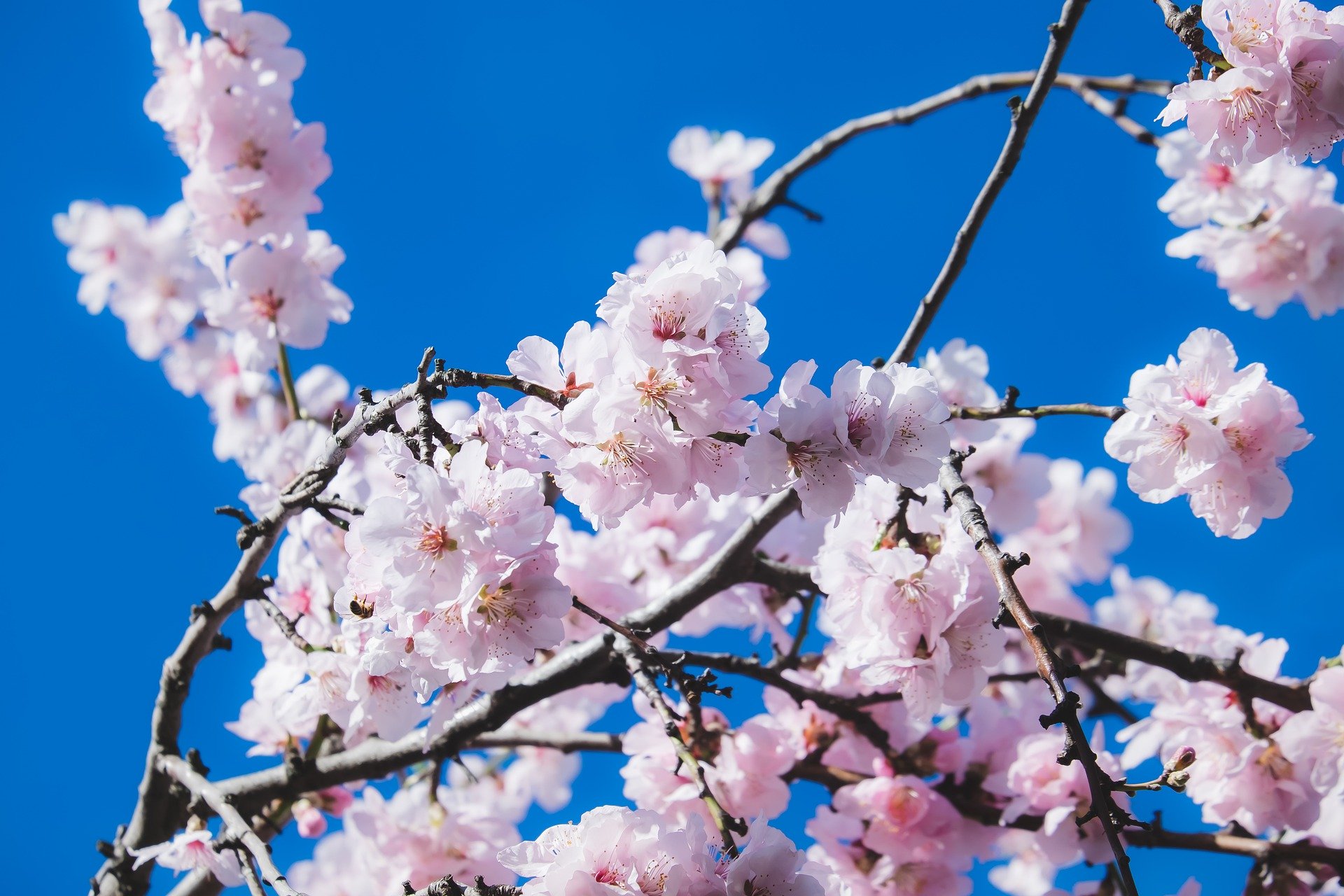 樱花